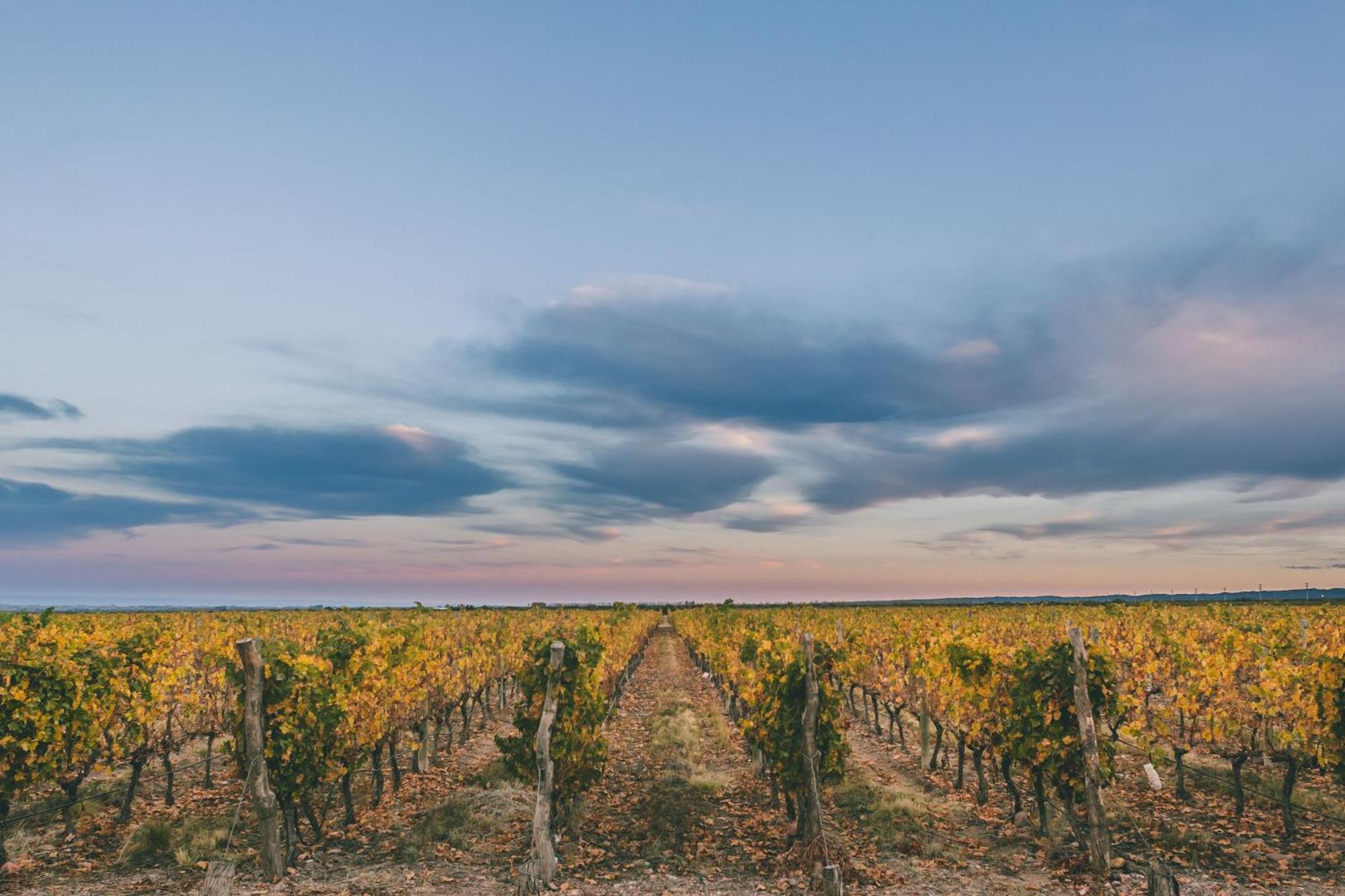 Rosell Boher Winery & Hotel 5*