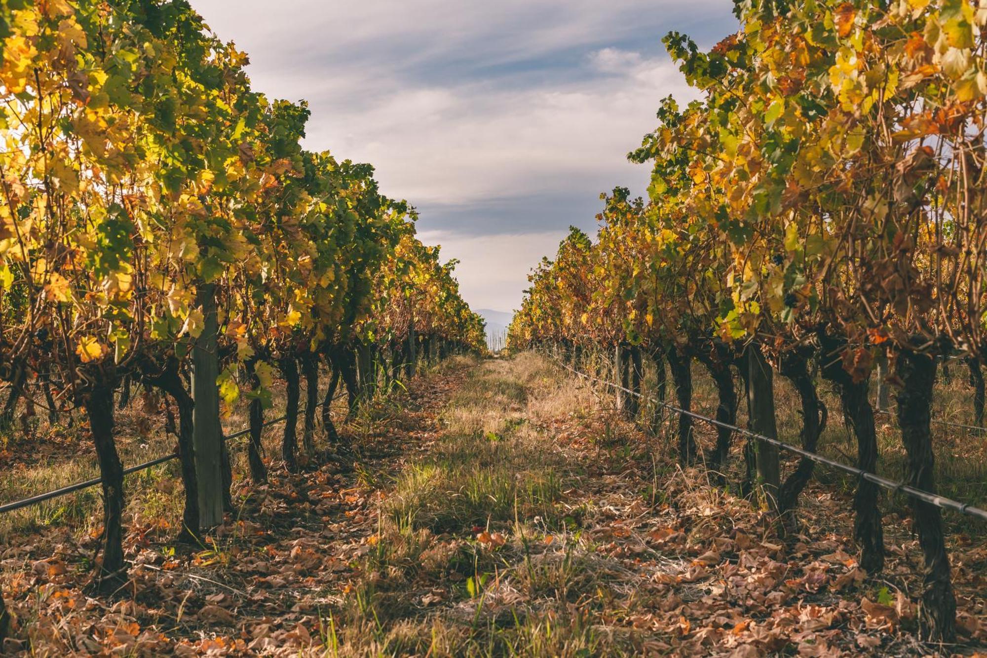 Hotel Rosell Boher Winery & Agrelo