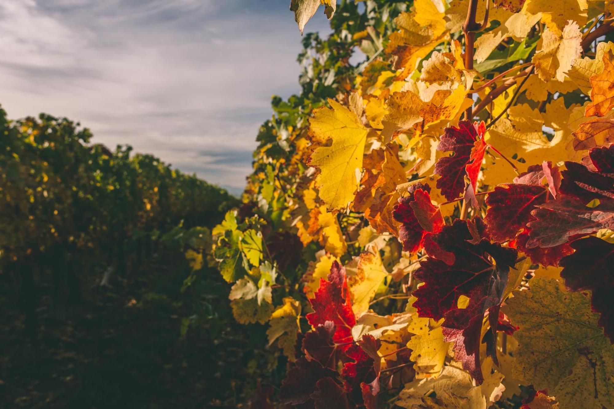 Rosell Boher Winery & 5* Agrelo