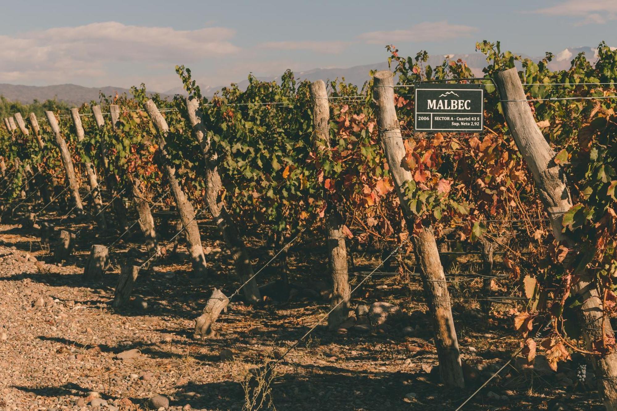 Rosell Boher Winery & 5*